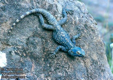 Stellio stellio Hardun Agama agama hardún Dikenli keler agama hardun ...