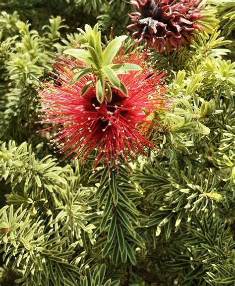 Kunzea Baxteri Variegated In 68mm Super Tube Trigg Plants