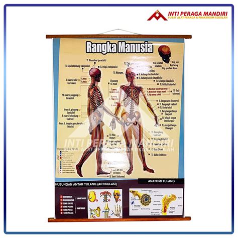 Jual Carta Poster Gambar Rangka Manusia Alat Peraga Sekolah Shopee