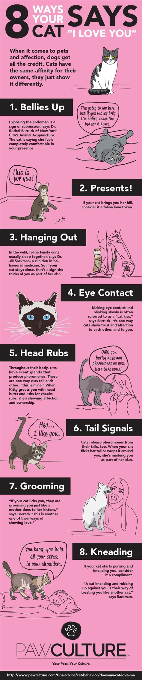 How To Understand Your Cat Mastering The Art Of Feline Communication