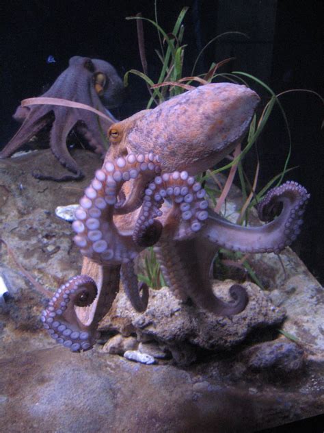 Octopus Facts: Habitat, Behavior, Diet | Octopus pictures, Octopus ...