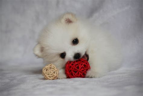 Premium Photo | Cute white pomeranian puppy