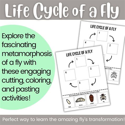 Life Cycle of a Fly Worksheet