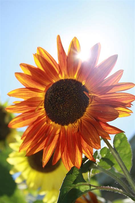 Sun Shining Flower Photograph By Rich Tanguay Pixels