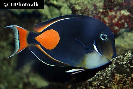 Acanthuridae (Surgeonfishes/Tangs)