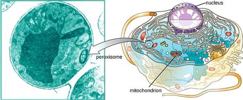 Function Of Peroxisome Enzymes In Peroxisomes Are Involved In