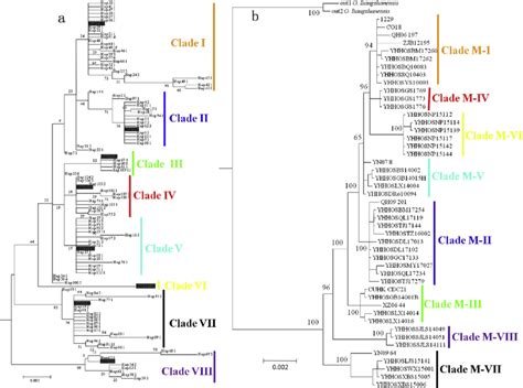 The Phylogenetic Trees Of O Sinensis Constructed By Its And Locus