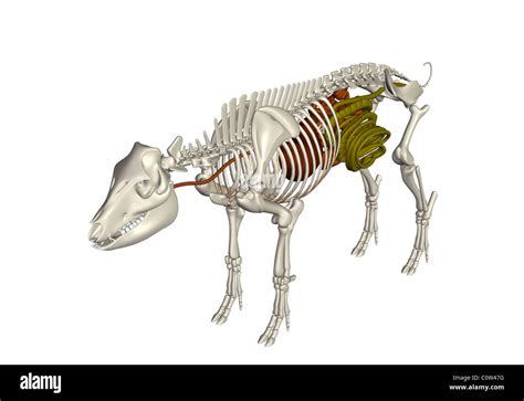 Pig Intestine Diagram