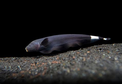 Black Ghost Knifefish (Apteronotus albifrons) - Tank-Bred!