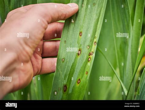 Fungal leaf spot disease hi-res stock photography and images - Alamy