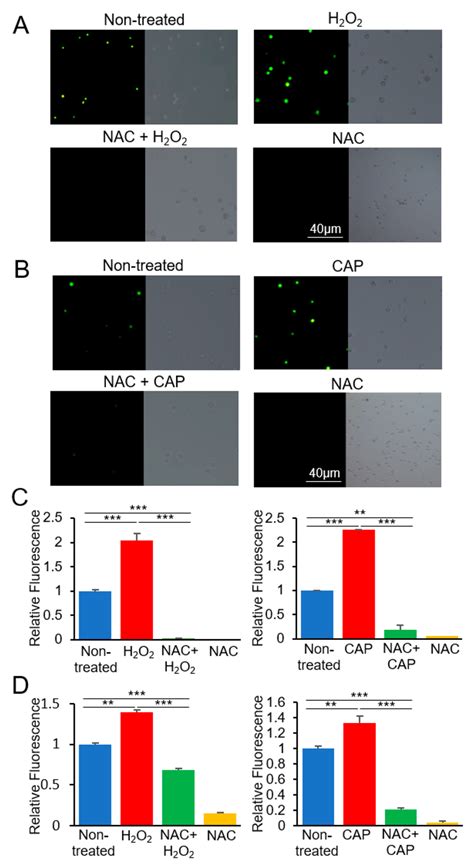 Production Of Reactive Oxygen Species ROS By H2O2 And CAP In U937