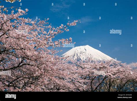 Mount Fuji with cherry blossom Stock Photo - Alamy