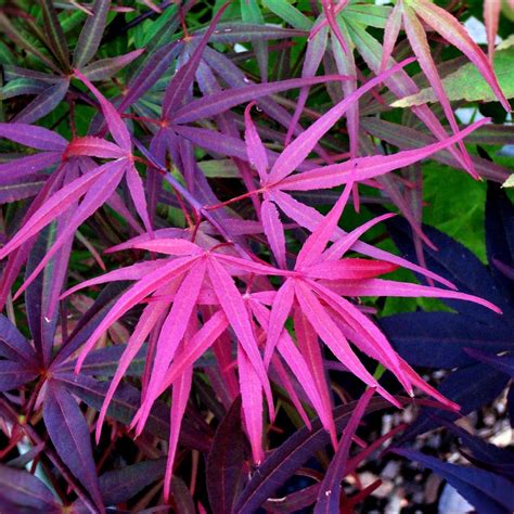 How To Grow Coral Bark Japanese Maples Artofit