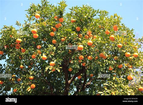 Mandarin Orange Tree Stock Photo - Alamy