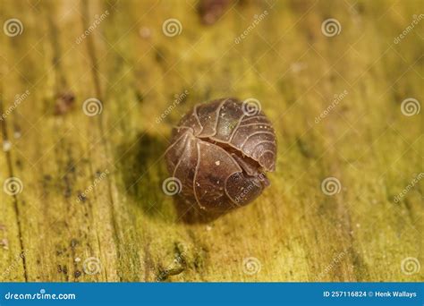 Closeup On The Rolled Up Common Pill Bug Armadillidium Vulgare Stock