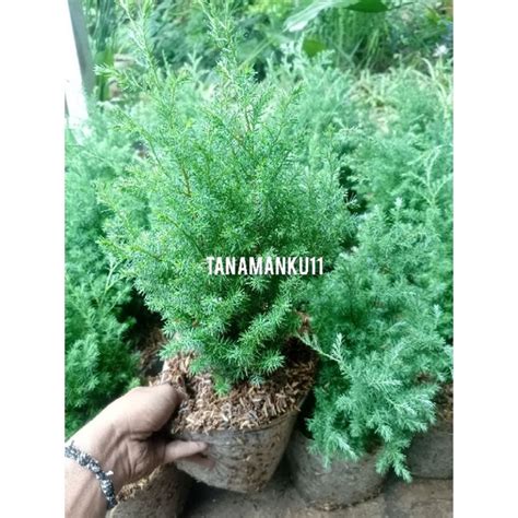 Jual Tanaman Cemara Embun Rimbun Tinggi 30 Cm Stok Super Segar Shopee