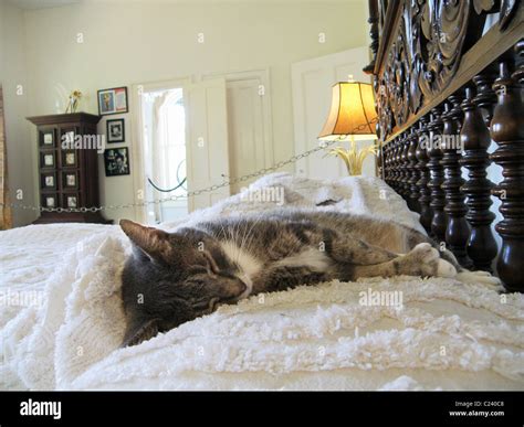 One Of The Famous Cats With Five Toes Sleeps On The Bed In The Master