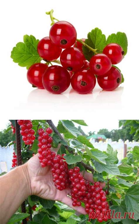 Красная смородина сорта крупная | 41 ДАЧА - СМОРОДИНА,ВИШНЯ,КРЫЖОВНИК ...