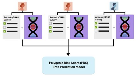 Polygenic Risk Score Prs Traits