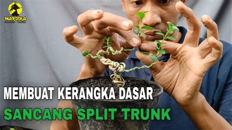 MEMBUAT BONSAI SANCANG SPLIT TRUNK TAHAP AWAL MEMBUAT KERANGKA DASAR