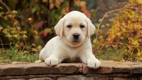 Bilder welpen Labrador Retriever Hunde Weiß Pfote ein Tier 1366x768