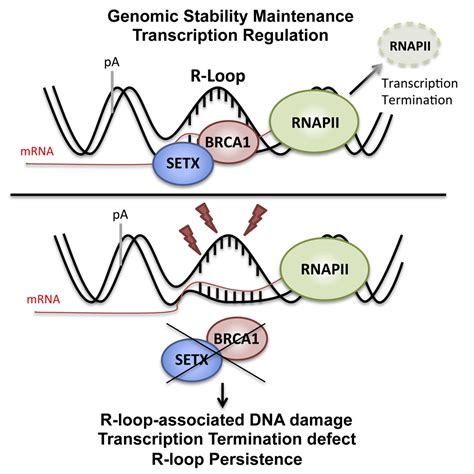 Brca1 Recruitment To Transcriptional Pause Sites Is Required For R Loop