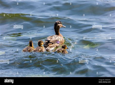 Wild Duck Swimming In Lake Water Birds Stock Photo Alamy