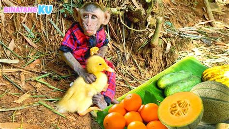 Luby Monyet Lucu Pergi Makan Buah Bersama Bebek Youtube