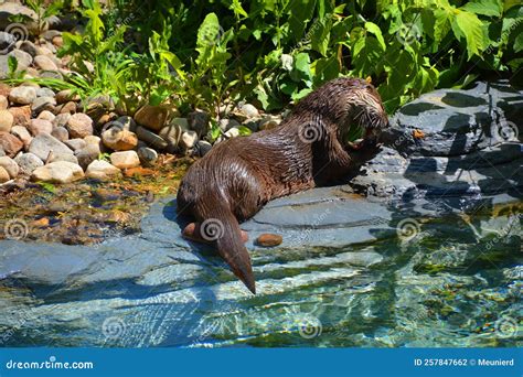 Otters are Carnivorous Mammals in the Subfamily Lutrinae. Stock Photo - Image of eurasian ...