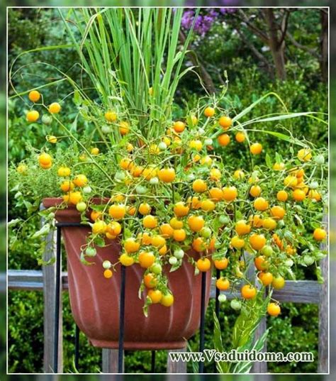 Ампельные Томаты Сорта Фото Отзывы – Telegraph