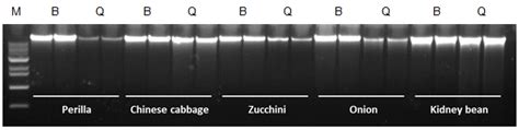 Maglisto™ 5m Plant Genomic Dna Extraction Kit From Bioneer