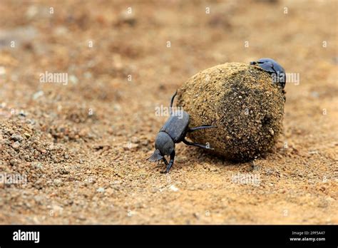 Dung Beetle Scarabaeus Sacer Adult Pair Rolling Elephant Dung To Lay