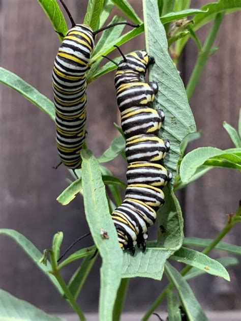 Monarchs Monarch Garden