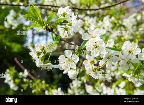 Sour Cherry Flowering Prunus Cerasus Hi Res Stock Photography And