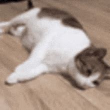 Cat Cat Discover Share GIFs