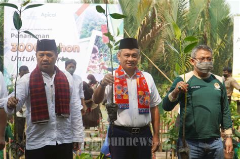 Apical Group Tanam Pohon Mangrove Sambut Hut Dki Jakarta Ke