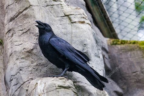 Black Crow Bird Stock Photo By ©ewastudio 90658574