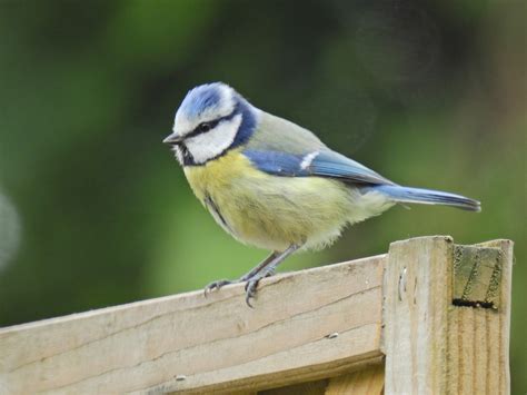 Eurasian Blue Tit From Millcroft Road Woolton Liverpool Uk On