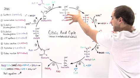 Citric Acid Cycle