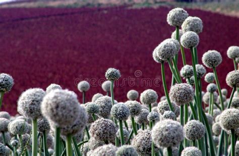 Campo Da Semente Da Cebola Imagem De Stock Imagem De Semente 10262607