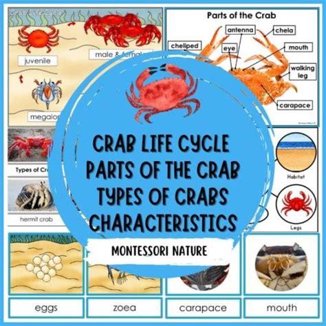 Parts Of Crab Life Cycle Types Nomenclature Part Cards Facts