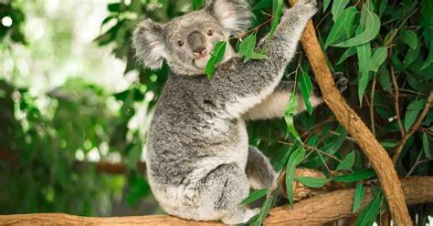 Koala Behavior - AnimalBehaviorCorner