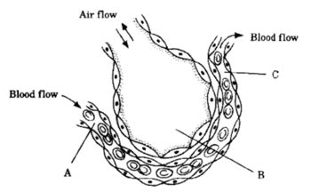 The Diagram Shows A Section Through An Alveolus And A Blood Capillary Wh