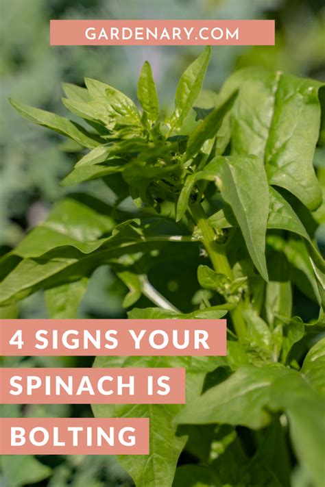 Four Signs Your Spinach Is Bolting • Gardenary