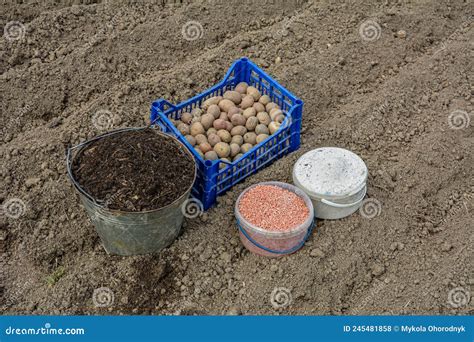 Closeupbox Van Gekiemde Aardappelen In Een Tuin Voor Opplant Op Een