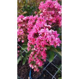 Lagerstroemia Indica Berlingot Menthe Lilas Des Indes Berlingot