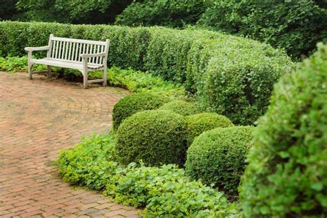 Shrubs: The Top Varieties for Hedging – BrighterBlooms.com