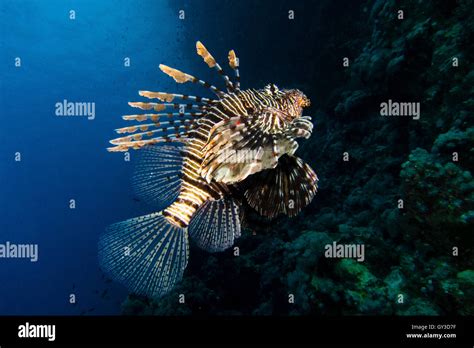 Portrait Of Lionfish Stock Photo Alamy