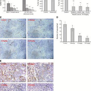 Expression Purifi Cation And Characterization Of The Fusion Protein