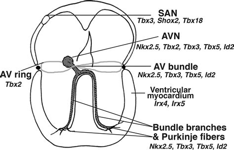 Specification Of The Cardiac Conduction System By Transcription Factors